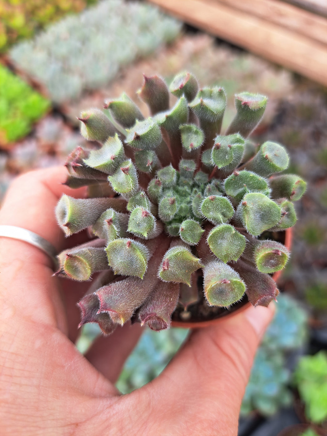 NEW Sempervivum RED ODDITY