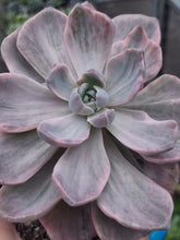 Load image into Gallery viewer, x Graptoveria 'Mrs. Richards' f. Variegata

