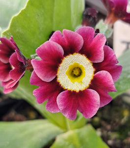 Auricula 'ROSEMARKET RACKLER' (B)