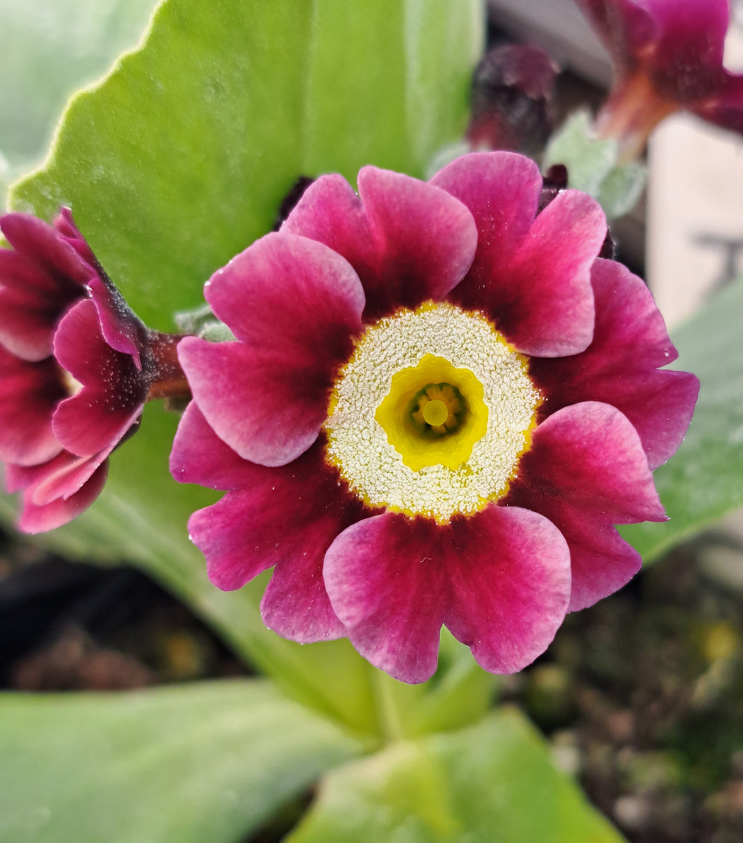 Auricula 'ROSEMARKET RACKLER' (B)