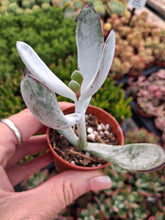 Load image into Gallery viewer, Cotyledon Orbiculata var. Flanaganii
