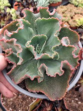 Load image into Gallery viewer, Echeveria Gibbiflora DICK'S PINK

