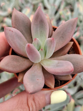 Load image into Gallery viewer, Pachyveria RUBY DONNA syn. Rosy Crow
