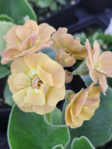 Auricula 'AVON BUNNY' (D)