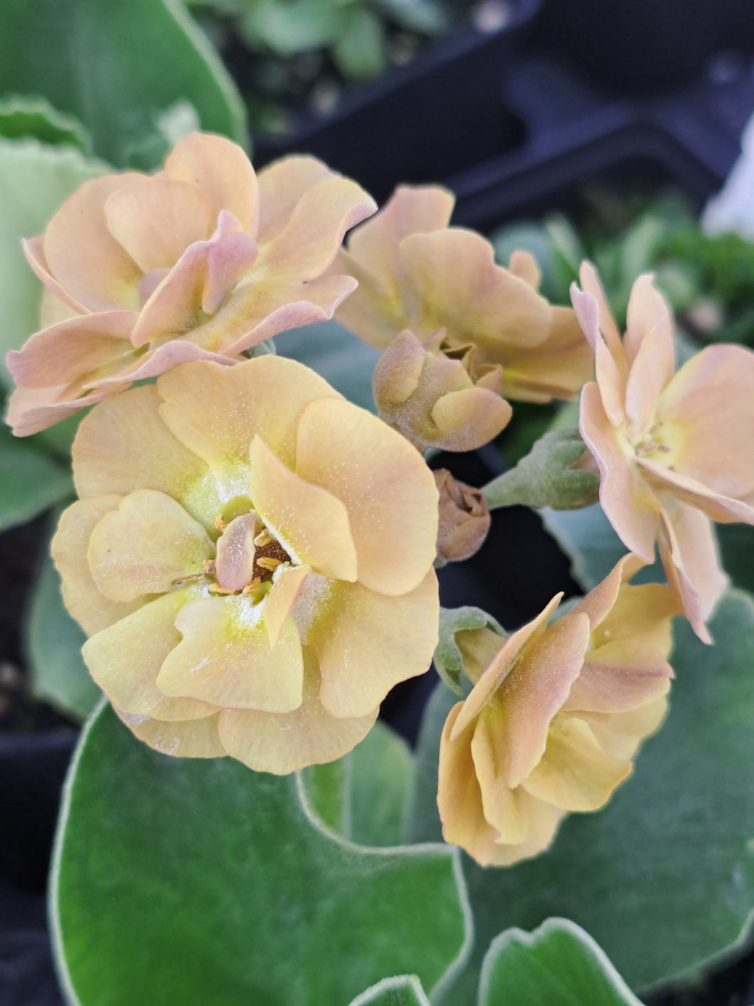 Auricula 'AVON BUNNY' (D)