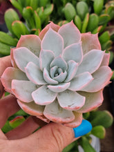 Load image into Gallery viewer, Echeveria Subsessilis
