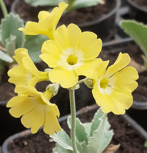 Auricula 'OLD YELLOW DUSTY MILLER' (B)