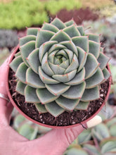 Load image into Gallery viewer, Echeveria FABIOLA
