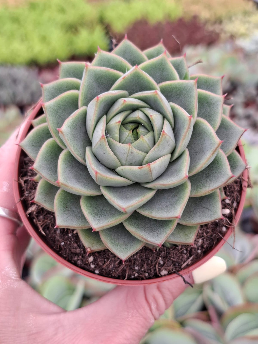 Echeveria FABIOLA
