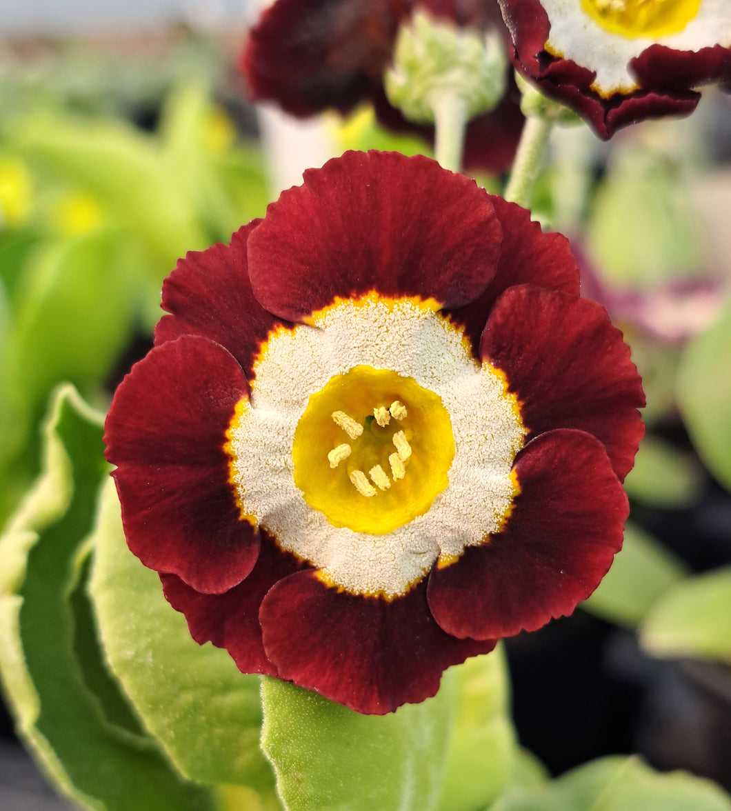 Auricula 'CHESTNUT' (B)