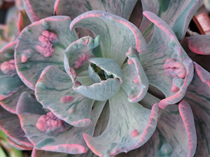 Echeveria Beyonce