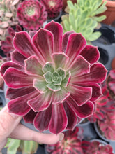 Load image into Gallery viewer, Aeonium WEDDING DRESS
