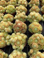 Sempervivum LEMON FLARE