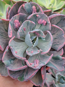 Echeveria Beyonce