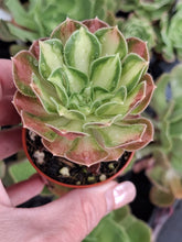 Load image into Gallery viewer, Aeonium Shaohua syn. Pink Witch Middle Variegated
