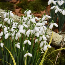 Load image into Gallery viewer, Galanthus 'S. Arnott'
