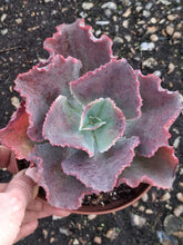 Load image into Gallery viewer, Echeveria Gibbiflora DICK'S PINK
