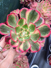 Load image into Gallery viewer, Aeonium Voodoo f. Variegata
