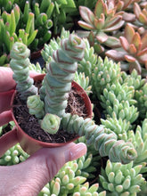 Load image into Gallery viewer, Crassula x rupestris f. marnieriana HOTTENTOT 5.5cm
