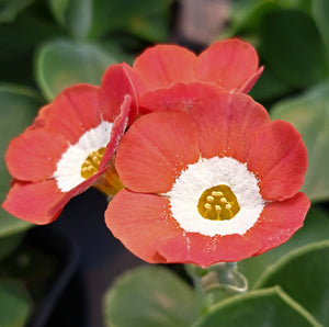 Auricula 'BRICK LANE' (S)