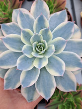 Load image into Gallery viewer, Echeveria subsessilis f. Variegata
