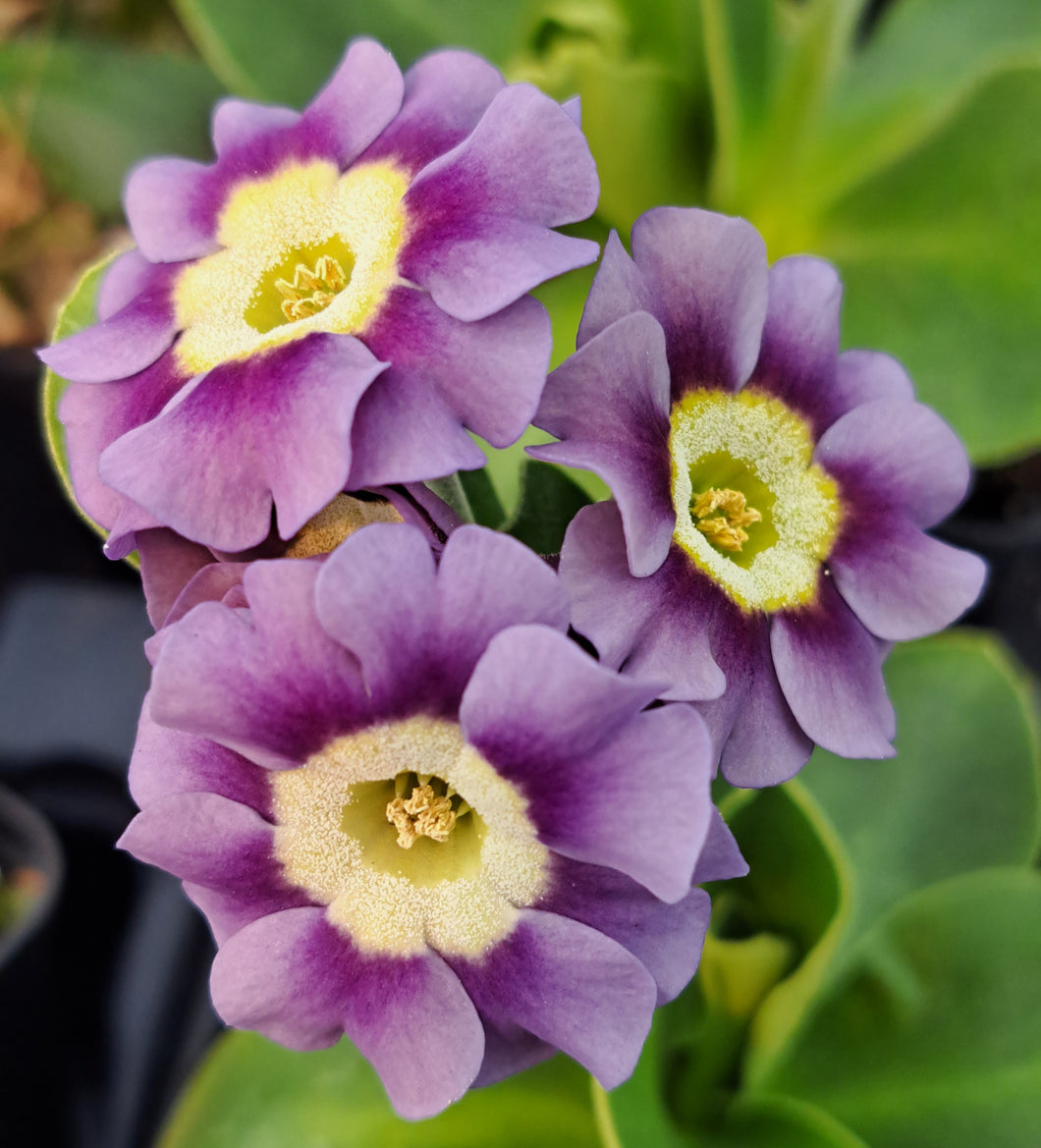 Auricula 'BRADMORE BLUEBELL' (B)