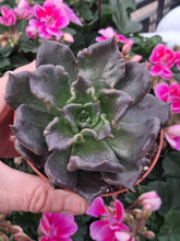 Load image into Gallery viewer, Echeveria 'Superbowl' (black madiba)
