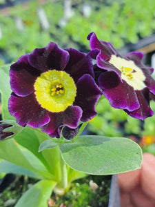 Auricula 'ASHCLIFFE ROYAL' (A)