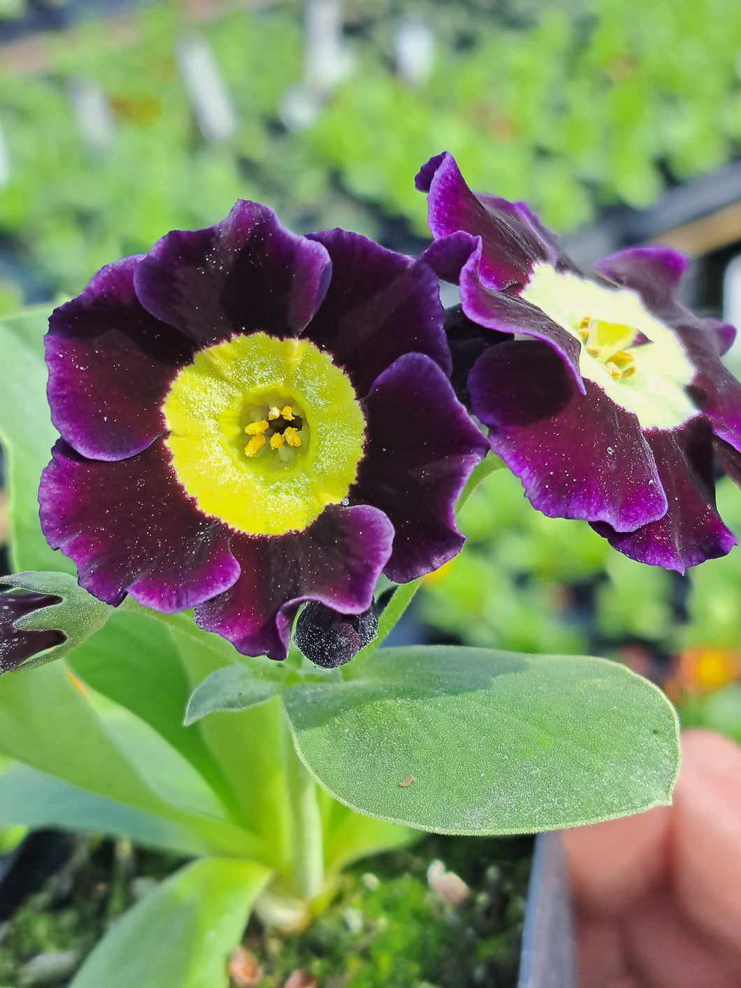 Auricula 'ASHCLIFFE ROYAL' (A)