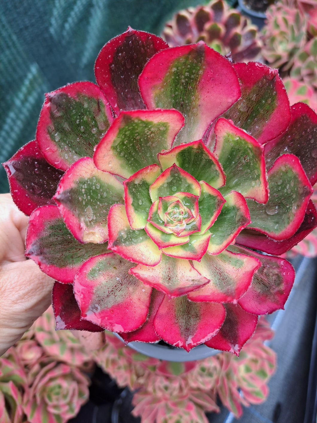 Aeonium Voodoo f. Variegata