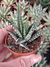 Load image into Gallery viewer, Haworthia faciata BIG BAND
