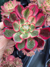 Load image into Gallery viewer, Aeonium Voodoo f. Variegata
