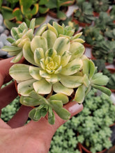 Load image into Gallery viewer, Aeonium SUNCUP
