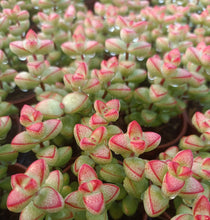Load image into Gallery viewer, Crassula brevifolia 5.5cm
