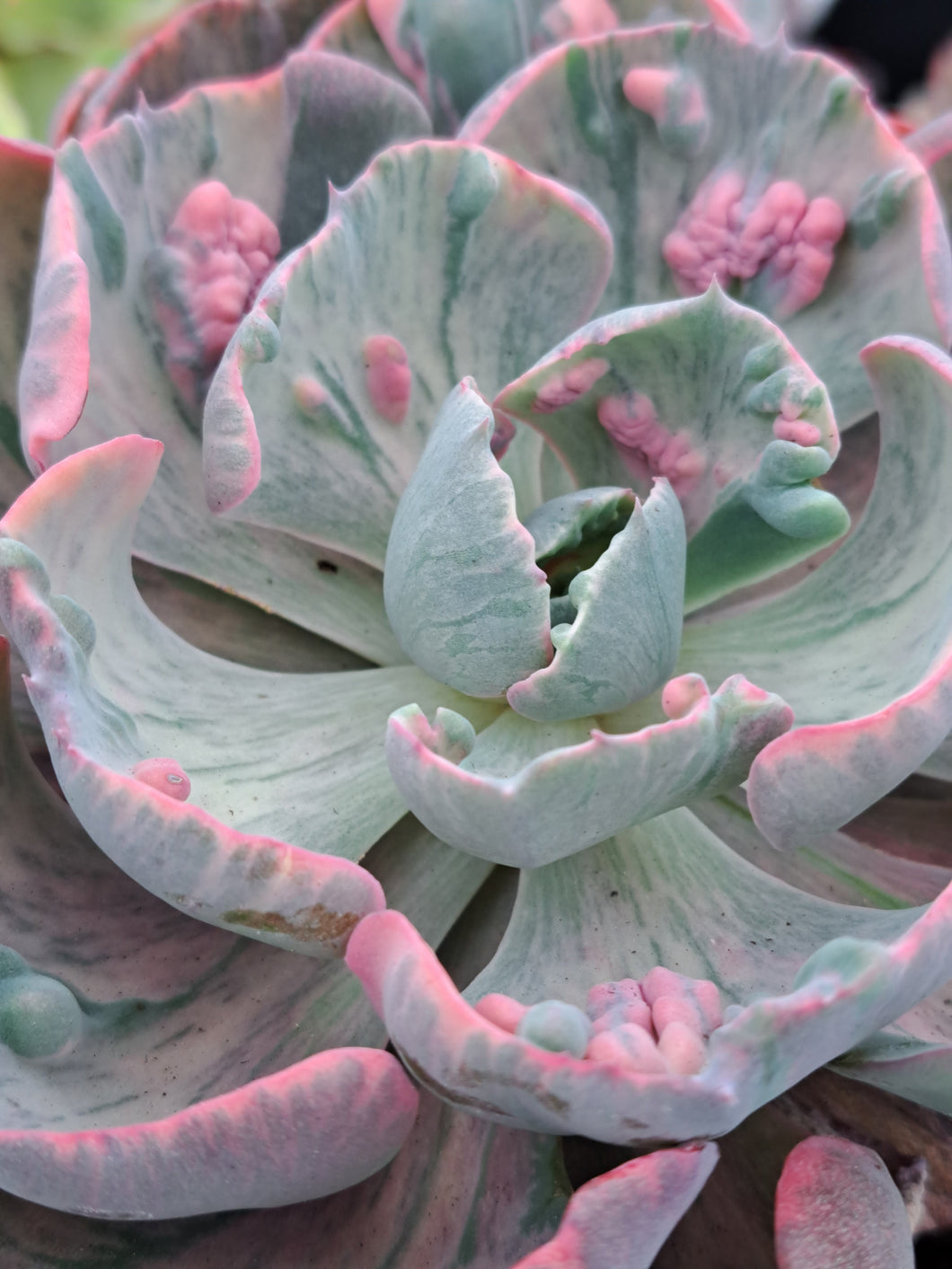 Echeveria Beyonce