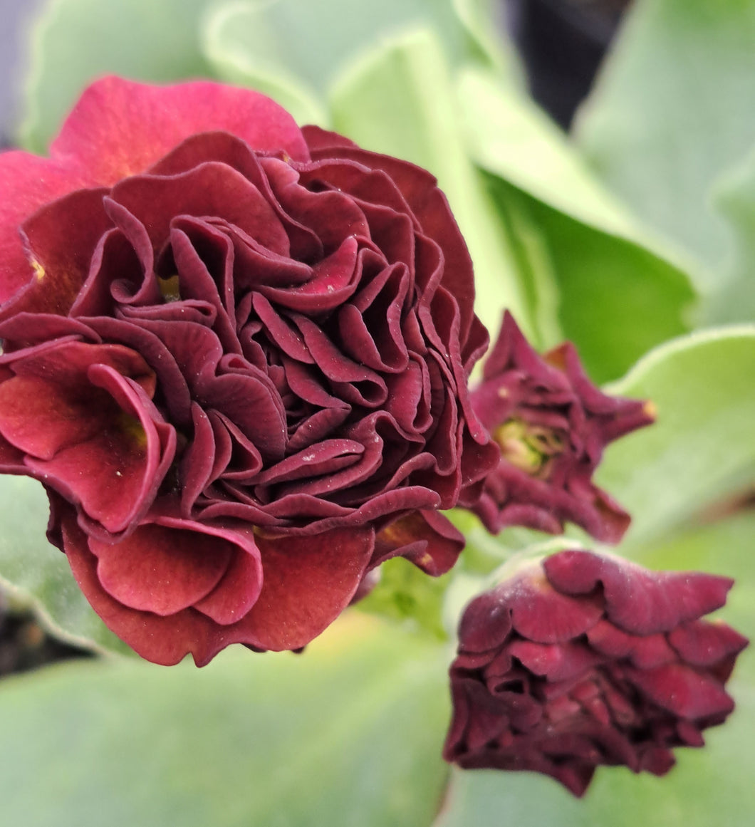Auricula 'AUTUMN GLOW' (D)