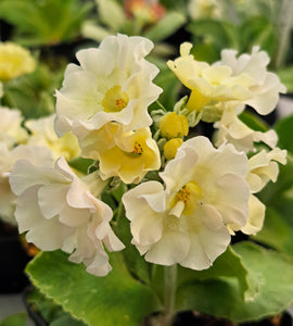 Auricula 'FRILLY KNICKERS' (B)