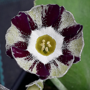 Auricula 'REGENCY SYMPHONY' (St)