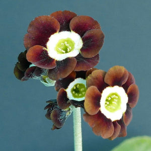 Auricula 'BROWNIE POINT'