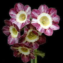 Load image into Gallery viewer, Auricula &#39;ARUNDEL STRIPE&#39; (St)
