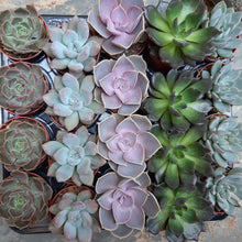 Load image into Gallery viewer, X6 Mixed Echeveria of our choice 5.5cm

