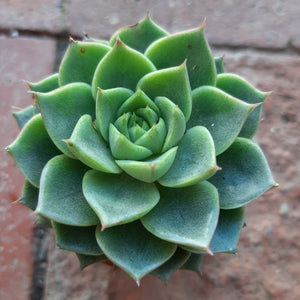 Echeveria FABIOLA