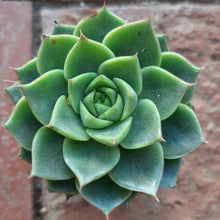 Load image into Gallery viewer, Echeveria FABIOLA
