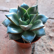 Load image into Gallery viewer, Echeveria DIONYSOS
