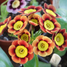 Load image into Gallery viewer, Auricula &#39;BILBO BAGGINS&#39; (A)
