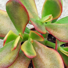 Load image into Gallery viewer, Crassula Ovata HUMMEL SUNSET
