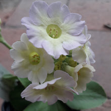 Load image into Gallery viewer, Auricula Roy Le Sauvage £7.00 via mail order W&amp;S LOCKYER
