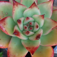 Load image into Gallery viewer, Echeveria agavoides MARIA 9cm
