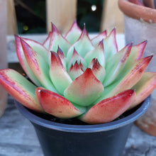 Load image into Gallery viewer, Echeveria agavoides MARIA 9cm
