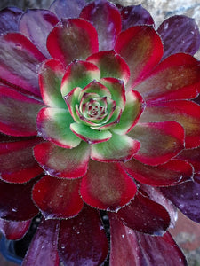 Aeonium MARDI GRAS